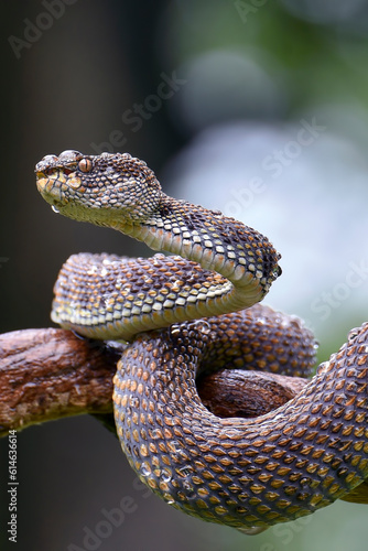 Mangrove pit viper ( Trimeresurus purpureomaculatus ) on a tree branch