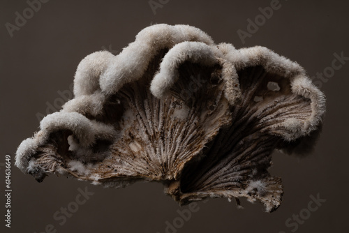 Close up of Splitgill Fungus photo