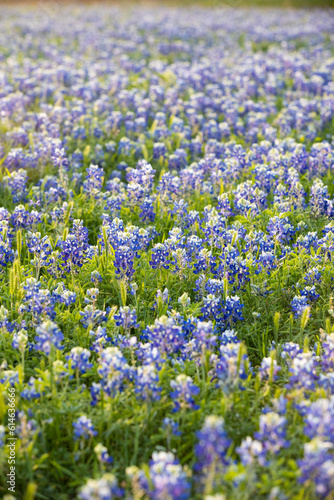A field of bluebonnets during springtime