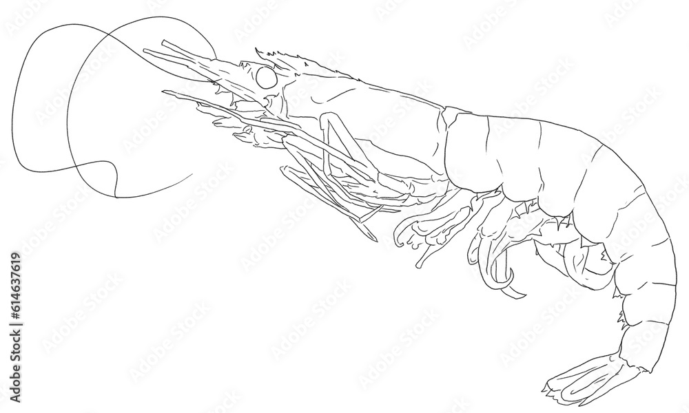 ภาพประกอบสต็อก Fresh cooked shrimp ,Boiling shrimp hand draw lineout
