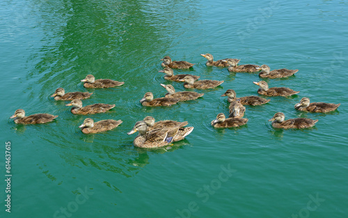 Female Mallard in Pond with 20 ducklings; photographed on 5/5/2021 at Heritage Park; Irvine; California, 