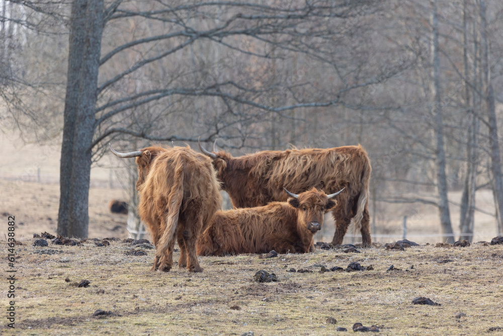 Graceful Wanderer: Majestic Brown Wild Cow Grazing in the Early Spring Field Graceful Wanderer: Majestic Brown Wild Cow Grazing in the Early Spring Field