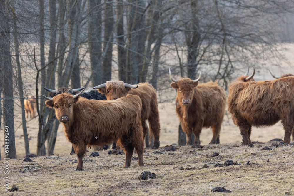 Gentle Giants of Spring: Furry Brown Wild Cow Flock Grazing in the Field in Northern Europe Gentle Giants of Spring: Furry Brown Wild Cow Flock Grazing in the Field in Northern Europe