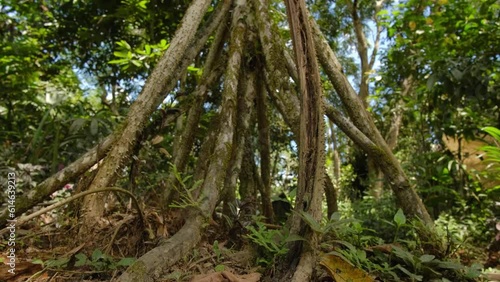 pona sancona the walking tree in the amazon forest close up of the roots in the rainforest  photo