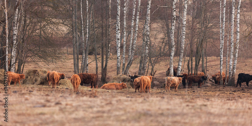 Gentle Giants of Spring: Furry Brown Wild Cow Flock Grazing in the Field in Northern Europe
