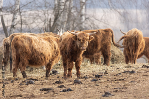 Gentle Giants of Spring: Furry Brown Wild Cow Flock Grazing in the Field in Northern Europe