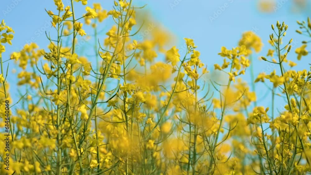 Yellow blooming canola field. Growing rapeseed crops close up. Work in agronomic farm for business and production organic food Yellow blooming canola field. Growing rapeseed crops close up. Work in agronomic farm for business and production organic food