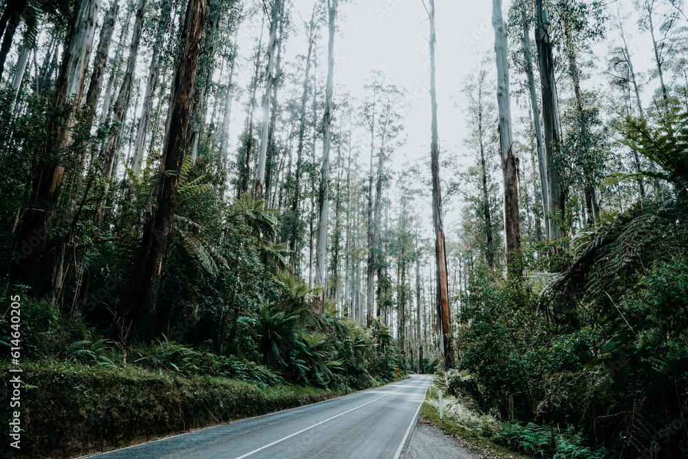 Obraz premium road in the woods