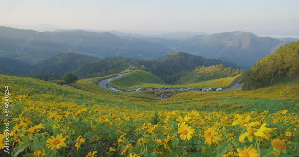 Yellow blooming Mexican sunflower field under blue sky on the Mountain in Northern of Thailand. Yellow blooming Mexican sunflower field under blue sky on the Mountain in Northern of Thailand.