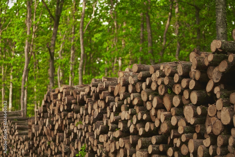 Ecological Damage. Heap firewood close-up. A pile of fresh firewood. Deforestation's Impact on European Evergreen Forests