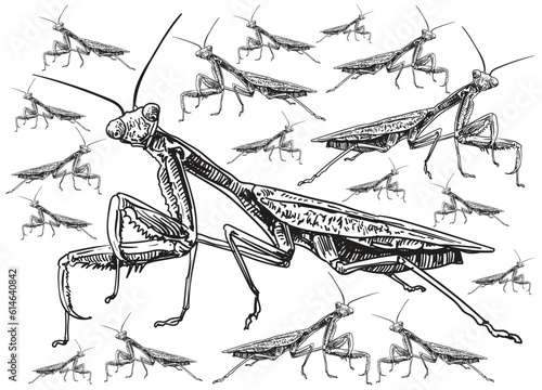 Embark on a captivating exploration of “Locusts & Grasshoppers” with a remarkable pack of illustrations that illuminates the intricate beauty and unique characteristics of these fascinating insects.