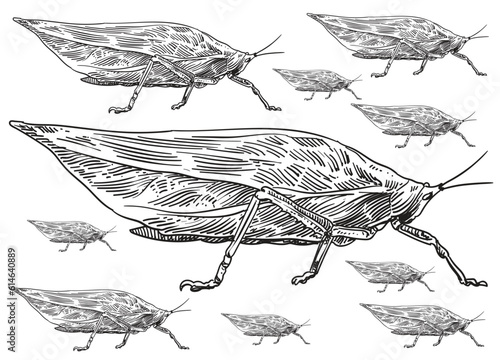 Embark on a captivating exploration of “Locusts & Grasshoppers” with a remarkable pack of illustrations that illuminates the intricate beauty and unique characteristics of these fascinating insects.