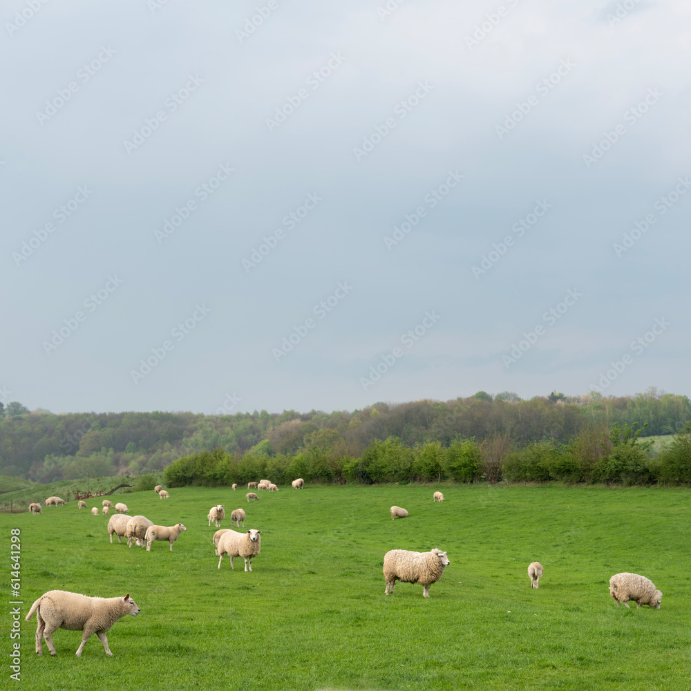 sheep graze in green grassy meadow in hilly countryside of south limburg in the netherlands