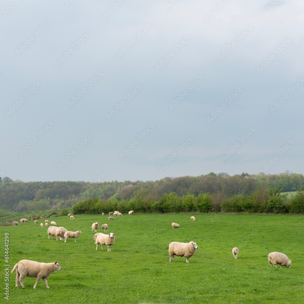 sheep graze in green grassy meadow in hilly countryside of south limburg in the netherlands sheep graze in green grassy meadow in hilly countryside of south limburg in the netherlands