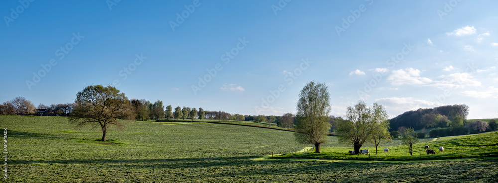 beef cows in belgian countryside close to dutch province of limburg in spring beef cows in belgian countryside close to dutch province of limburg in spring