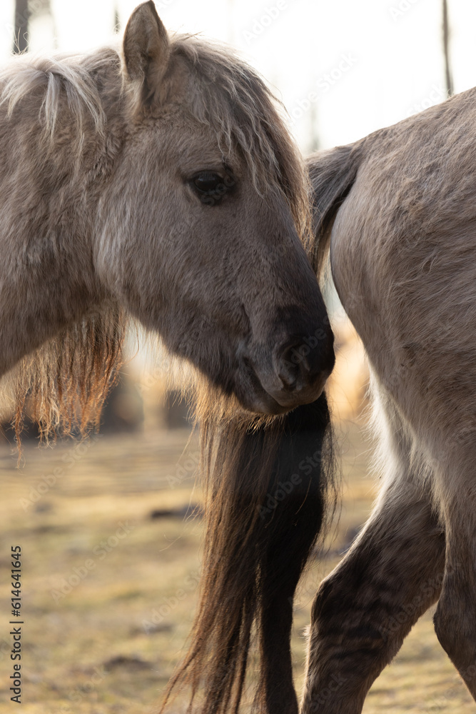 Untamed Majesty: Captivating Portrait of a Wild Horse in the Early Spring in Northern Europe Untamed Majesty: Captivating Portrait of a Wild Horse in the Early Spring in Northern Europe