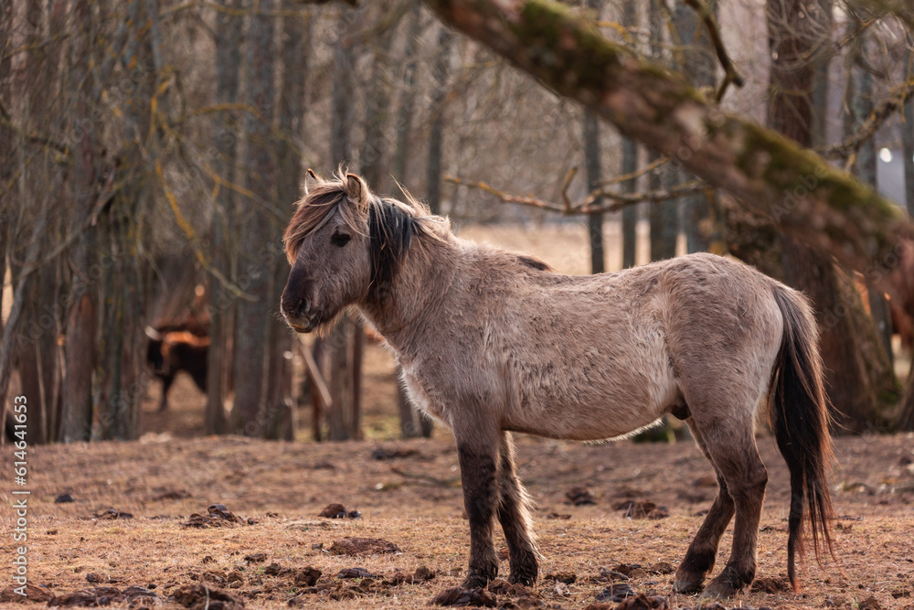 Untamed Majesty: Captivating Portrait of a Wild Horse in the Early Spring in Northern Europe Untamed Majesty: Captivating Portrait of a Wild Horse in the Early Spring in Northern Europe