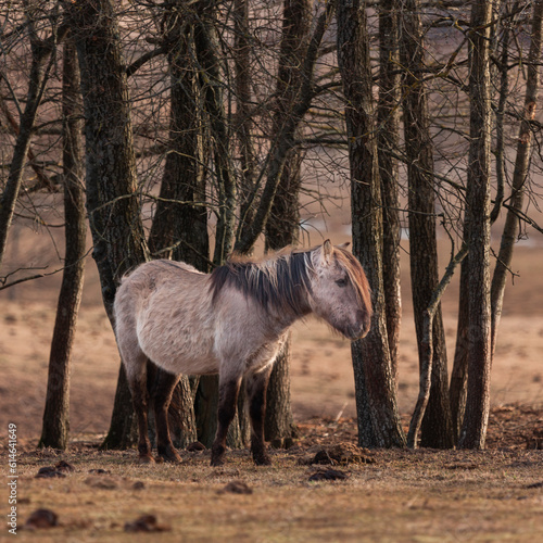 Untamed Majesty: Captivating Portrait of a Wild Horse in the Early Spring in Northern Europe