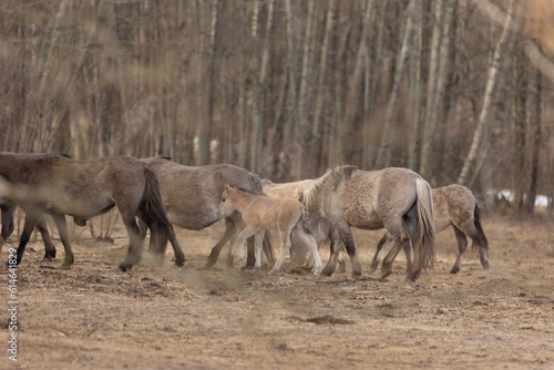 Graceful Freedom: Majestic Wild Horses Roaming in Early Spring in Northern Europe © dachux21