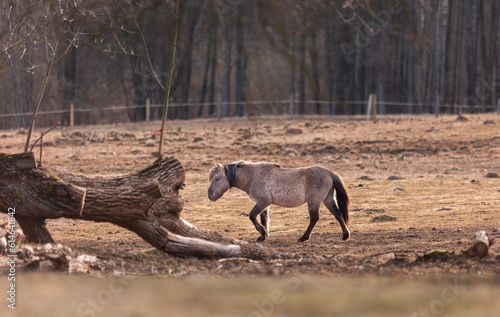 Graceful Freedom  Majestic Wild Horses Roaming in Early Spring in Northern Europe