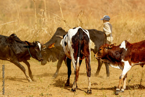 Fototapeta Naklejka Na Ścianę i Meble -  Troupeau de vaches à Madagascar