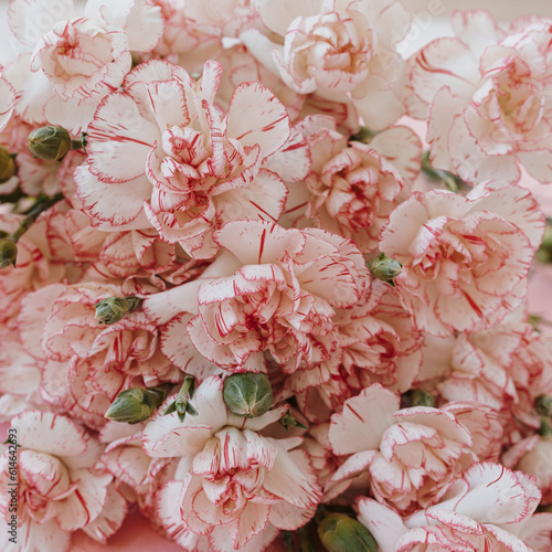 Close up view of pink carnation flower