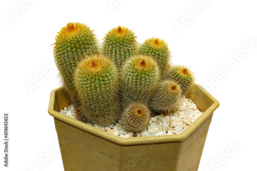Beautiful cactus isolated on png background