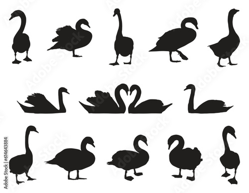 Set of black swans silhouettes vector silhouettes