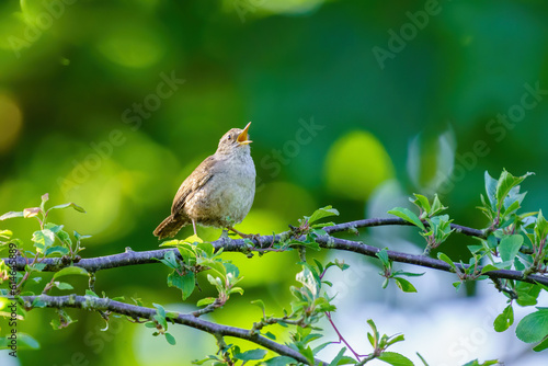 Wren (Troglodytes troglodytes) singing in early morning spring light, taken in London, England