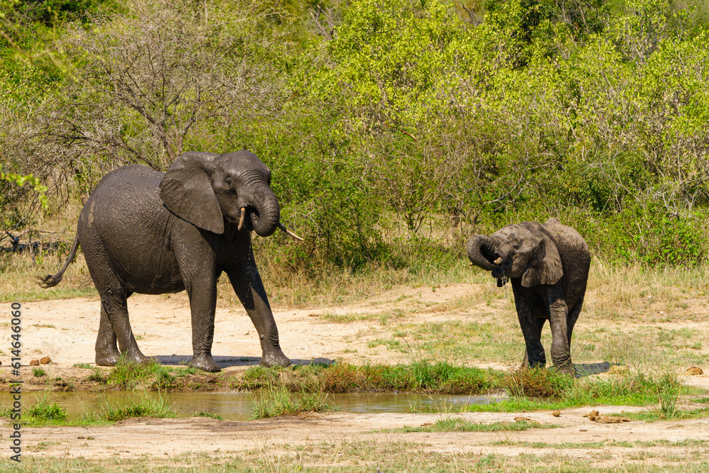 Fototapeta premium African Elephant (Loxodonta africana) baby and adult having a drink from a water hole in Kruger Park, South Africa