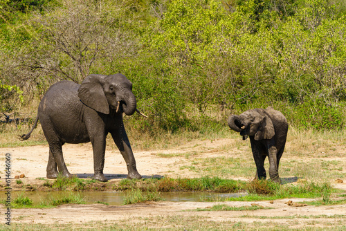 African Elephant  Loxodonta africana  baby and adult having a drink from a water hole in Kruger Park  South Africa