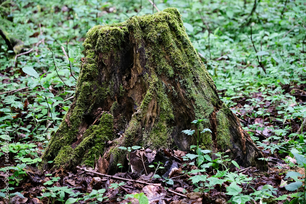 Old stump covered with moss in the forest. Selective focus. Old stump covered with moss in the forest. Selective focus.