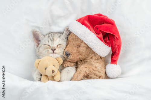 Cute tiny Toy Poodle puppy hugs tabby kitten under white warm blanket on a bed at home. Cat wearing red santa hat hugs tiny toy bear. Top down view
