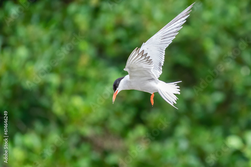 Common Tern (Sterna hirundo) hovering in order to search for food below, taken in London, England