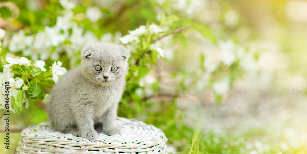 Fold kitten sits on basket at sunny spring park between apple blossoms. Empty space for text