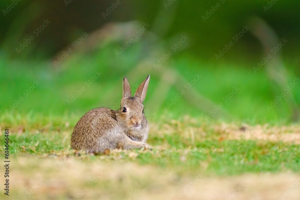 European Rabbit (Oryctolagus cuniculus) with an amusing expresion on it's face, taken in London, England European Rabbit (Oryctolagus cuniculus) with an amusing expresion on it's face, taken in London, England