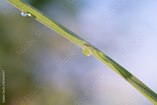 Dew drops on green grass in nature