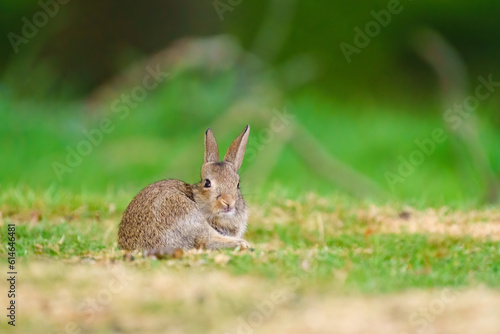 European Rabbit (Oryctolagus cuniculus)  with an amusing expresion on it's face, taken in London, England
