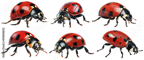 collection of ladybugs, on a transparent background, Generative AI