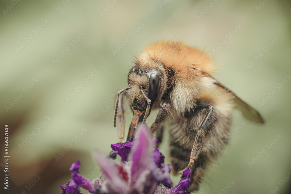 Hummel bei der Nektarsuche an Schopflavendel Hummel bei der Nektarsuche an Schopflavendel