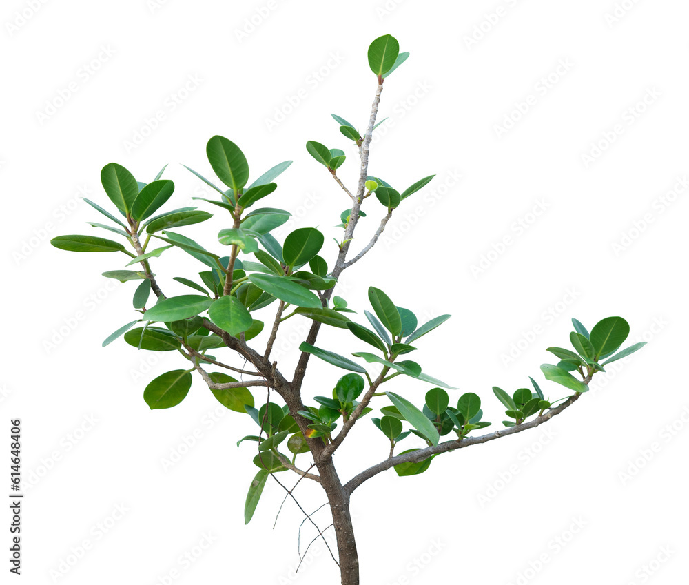 dollar leaf and plant isolated