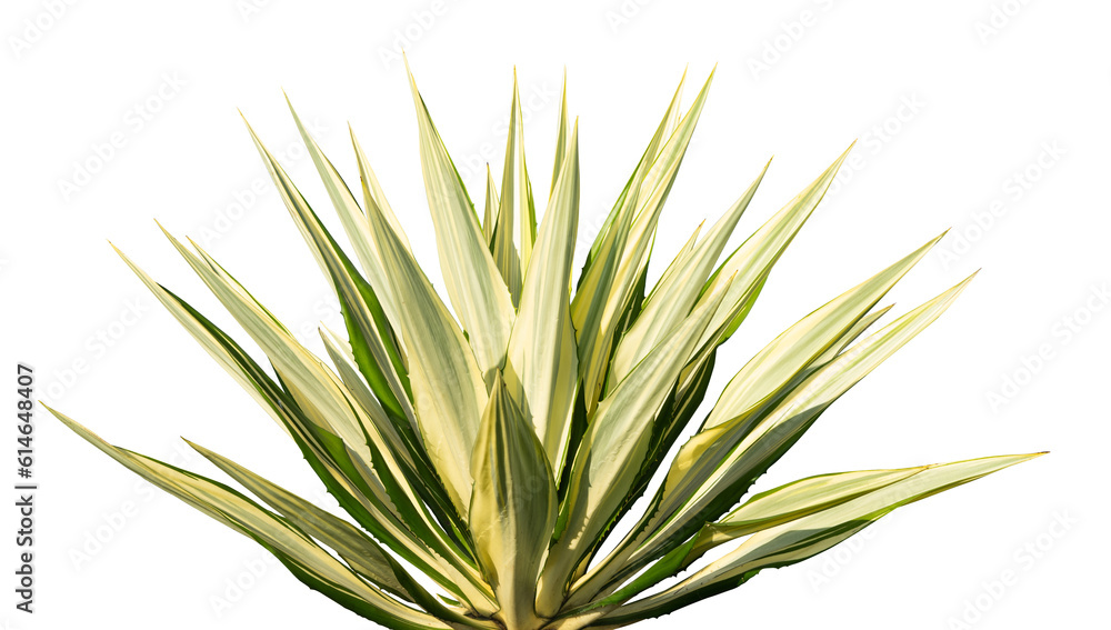 Fototapeta premium Agave plant isolated. floral plant element