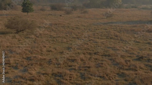 Drone aerial Springbok antelopes running in the wild early cold morning