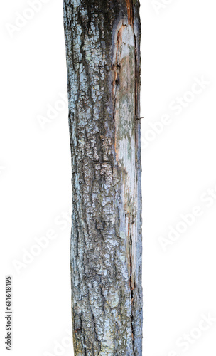 isolated old tree trunk element