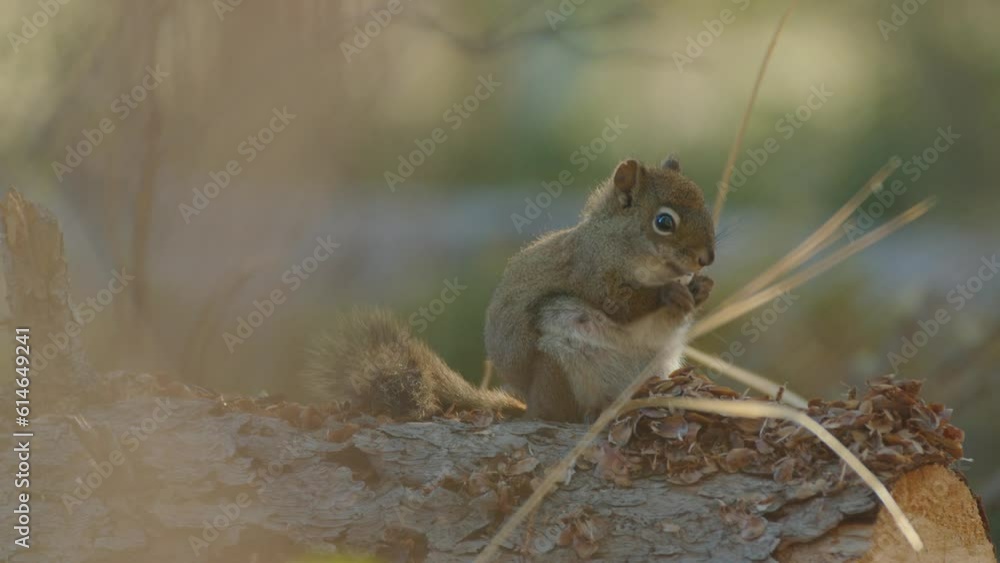 Close Up Of Red Squirrel in Forest Nibbling on Nuts, Blurred Elements Close Up Of Red Squirrel in Forest Nibbling on Nuts, Blurred Elements
