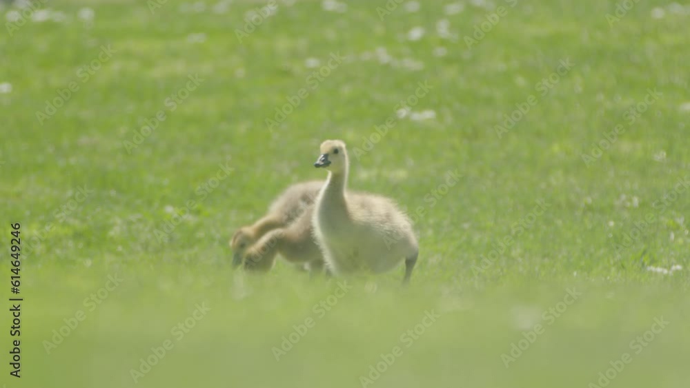 Family of Cute Young Baby Canada Geese Picking Food on Sunny Grass Field Family of Cute Young Baby Canada Geese Picking Food on Sunny Grass Field