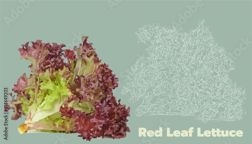Red Lettuce Romaine Lettuce Texture Vector Drawing Illustration