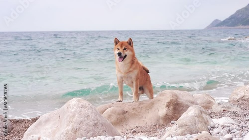 dog on the sea on a stone. Shiba Inu near the blue water and wave  photo