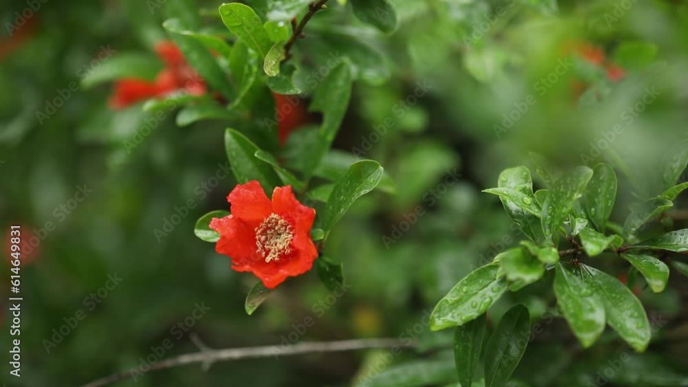 Pomegranate flowers and green leaves in nature with rain water drop. Summer Garden after the rain. High quality 4k footage Pomegranate flowers and green leaves in nature with rain water drop. Summer Garden after the rain. High quality 4k footage