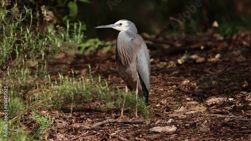 White-faced Heron Egretta novaehollandiae photo